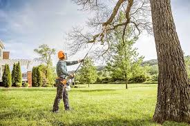 Best Fruit Tree Pruning  in Bridgehampton, NY