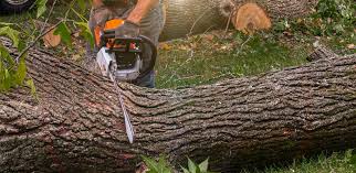 Best Arborist Consultation Services  in Bridgehampton, NY