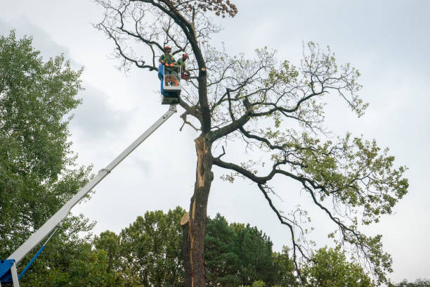 Best Emergency Tree Removal  in Bridgehampton, NY