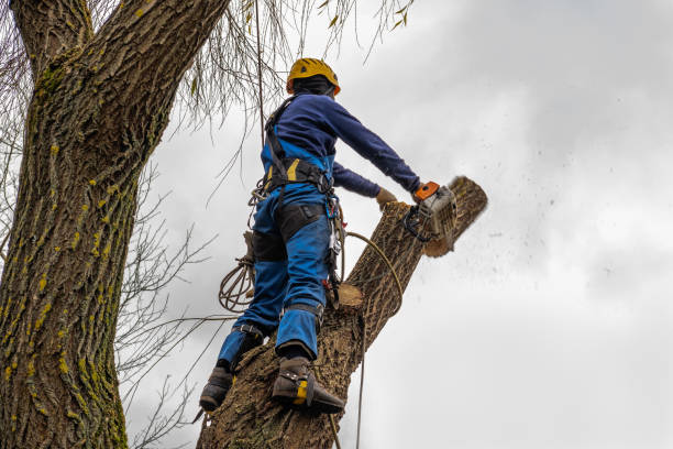 Best Tree Maintenance Programs  in Bridgehampton, NY