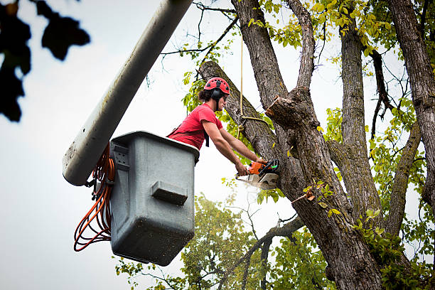 Best Tree Risk Assessment  in Bridgehampton, NY