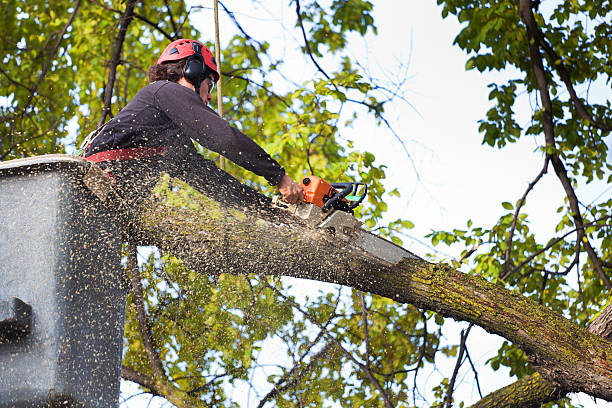 Best Tree Mulching  in Bridgehampton, NY