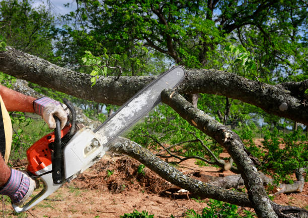 Best Arborist Consultation Services  in Bridgehampton, NY